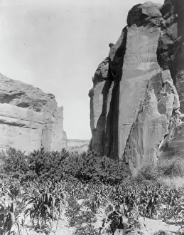 Subsistence Prints: A Navaho farm, c1906. Creator: Edward Sheriff Curtis