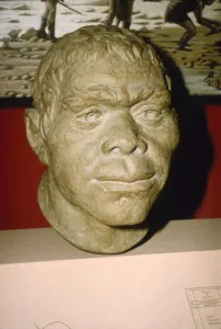 Neanderthal Prints: Neanderthal Man. Reconstruction of head, c20th century