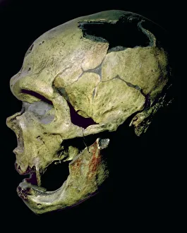 Neanderthal Prints: Neanderthal skull from France