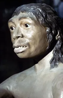 Natural History Prints: Neanderthal Woman: Reconstruction at British Museum, National History, c20th century