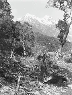 Root Prints: Near accommodation house, Otira, West Coast Road, c.1880. Creator: Burton Brothers