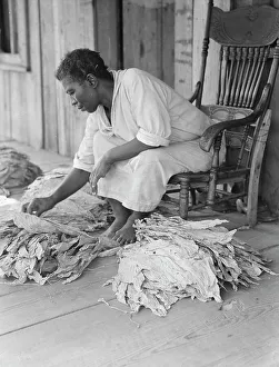 Tobacco Leaf Prints: Near Douglas, Georgia, 1938. Creator: Dorothea Lange
