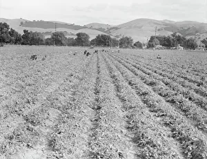 Peas Prints: Near Tracy, California - Gang of Filipinos in pea field, 1938. Creator: Dorothea Lange