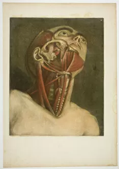 Gautier Dagoty Jacques Fabien Gallery: Neck Muscles, plate three from Complete musculature in Natural Size and Color, 1746