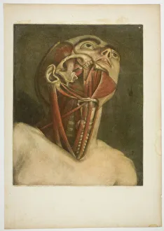 Neck Muscles, plate three from Complete musculature in Natural Size and Color, 1746 Neck Muscles, plate three from Complete musculature in Natural Size and Color, 1746