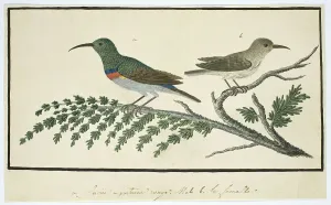 Back To Back Prints: Nectarinia afra (Greater double-collared sunbird), 1777-1786. Creator: Robert Jacob Gordon