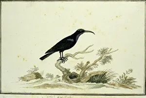 Nectarinia amethystina (Amethyst sunbird), 1777-1786. Creator: Robert Jacob Gordon