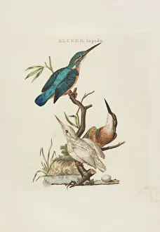 Animals And Birds Collection: Nederlandsche vogelen: volgens hunne huishouding, aert, en eigenschappen, 1770-1829