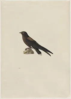 Paul Huet Prints: Needle-Tailed Swift (Hirundapus caudaculus)