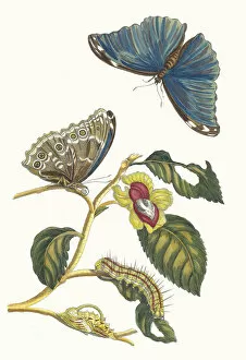 Botanical Illustration Gallery: Neflier. From the Book Metamorphosis insectorum Surinamensium, 1705