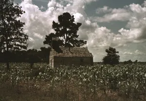 Slides Color Gmgpc Prints: A Negro church in a corn field, Manning, S. C. 1939. Creator: Marion Post Wolcott