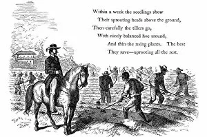 Negro labourers weeding cotton under the eyes of a mounted white overseer, Southern states of USA