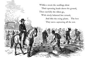 Negro labourers weeding cotton under the eyes of a mounted white overseer, Southern states of USA Negro labourers weeding cotton under the eyes of a mounted white overseer, Southern states of USA
