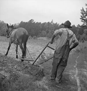 Sharecropper Gallery: Negro plowing corn, off Highway 144, Person County, North Carolina, 1939. Creator: Dorothea Lange