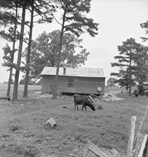 Yard Gallery: Negro sharecropper house seen from rear, Person County, North Carolina, 1939