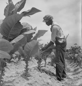 Sharecropping Prints: Negro sharecroppers son goes up and down