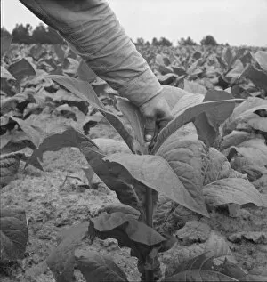 Negro tenant farmer topping tobacco, Person County, North Carolina, 1939. Creator: Dorothea Lange