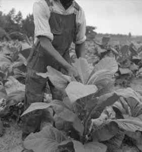 Tobacco Leaf Prints: Negro tenant topping tobacco, Person County, North Carolina, 1939. Creator: Dorothea Lange