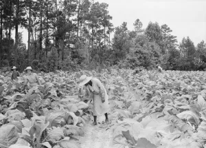 Tobacco Leaf Prints: Negro tenants, men and women, and white owners children