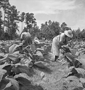 Racism Collection: Negro tenants topping and suckering tobacco plants, Granville County, North Carolina, 1939