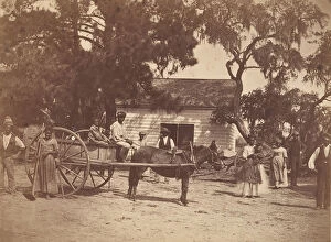 Tillandsia Usneoides Gallery: Negroes (Gwine to de Field), Hopkinsons Plantation, Edisto Island, South Carolina, 1862