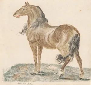 Potter Paulus Prints: The Neighing Horse, 1690s. Creator: Johann Teyler