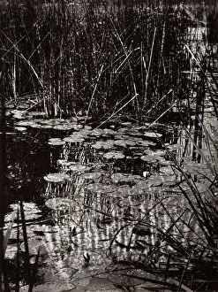 Water Lily Prints: Nenuphars, c1890s, (1956). Creator: Eugene Atget