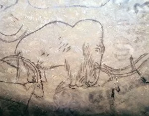 Images Dated 16th May 2018: Neolithic cave-painting of mammoth and ibexes