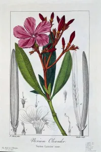 Cross Section Prints: Nerium Oleander, pub. 1836. Creator: Panacre Bessa (1772-1846)