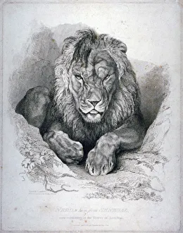 Senegalese Prints: Nero, a lion from Senegal, now exhibiting in the Tower of London, 1814. Artist