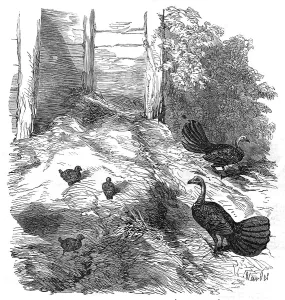 Chick Prints: Nest of the Brush Turkey, in the Zoological Society's Gardens