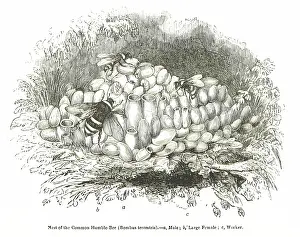 Behaviour Prints: Nest of the Common Humble-Bee (Bombus terrestris), 1850. Creator: Unknown