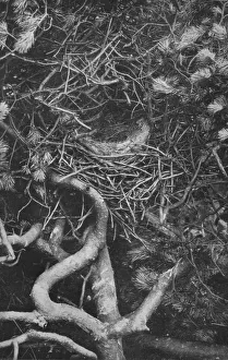 Magpie Gallery: Nest of Magpie, c1882, (1912). Artist: Charles Reid