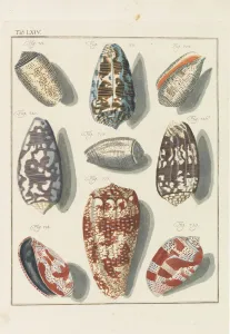 Martini Prints: Neues systematisches Conchylien-Cabinet, 1768. Creator: Martini
