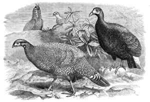 Pheasant Prints: New arrivals at the Zoological Society's Gardens: Pheasants, 1870. Creator: Unknown