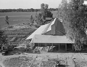 Construction Site Gallery: New barn under construction, Mineral King Farm Cooperative Association, Tulare County, CA, 1939