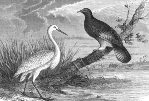 Heron Prints: New Caledonian Heron and the Notu Pigeon; Some Account of New Caledonia