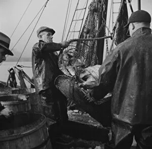 Unloading Gallery: New England fishermen unloading fish at Fulton fish market, New York, 1943. Creator: Gordon Parks