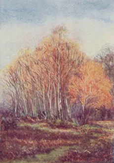 Images Dated 8th June 2018: The New Forest, 1910