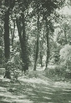 Photograph Album Prints: In the new forest, Hants. From the album: Photograph album - England
