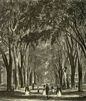 The New-Haven Elms, 1874. Creator: Henry Duff Linton