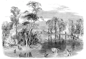Swans Prints: The new lake, Kew Gardens, 1860. Creator: Unknown