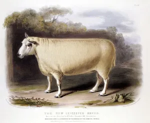 Genetics Prints: New Leicester (Dishley) ram, 1842