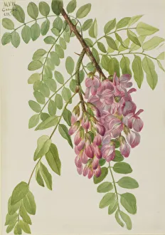 New Mexican Locust (Robinia neomexicana), 1938. Creator: Mary Vaux Walcott
