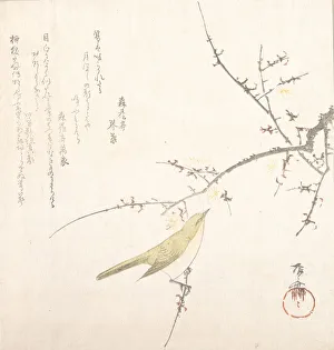 Blossom Prints: New Moon; Nightingale on a Plum Branch, 19th century. 19th century. Creator: Shinsai