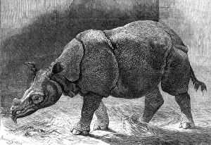 Java Prints: The new Rhinoceros in the Gardens of the Zoological Society, 1874. Creator: Unknown