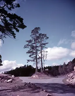 Remote Prints: New road and firs, Glen Affric, Scotland, c1955. Creator: Arthur Charles Kirby Ware