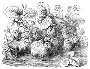 The new Strawberry, Sir Harry, 1854. Creator: Unknown. The new Strawberry, Sir Harry, 1854. Creator: Unknown