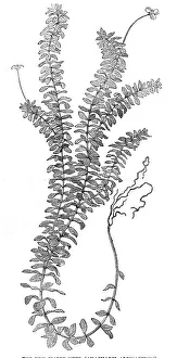 Aquatic Prints: The New Water-Weed (Ancharis Alsinastrum), 1854. Creator: Unknown