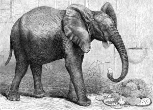 Ears Prints: The newly-imported African elephant at the Gardens of the Zoological Society